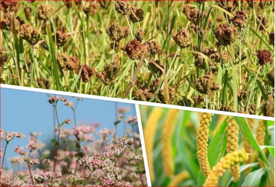 मकवानपुरमा कोदो र फापरको न्यूनतम मूल्य निर्धारण