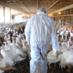 मोरङको पाँच स्थानमा बर्डफ्लु, पक्षी, अण्डा र दाना नष्ट