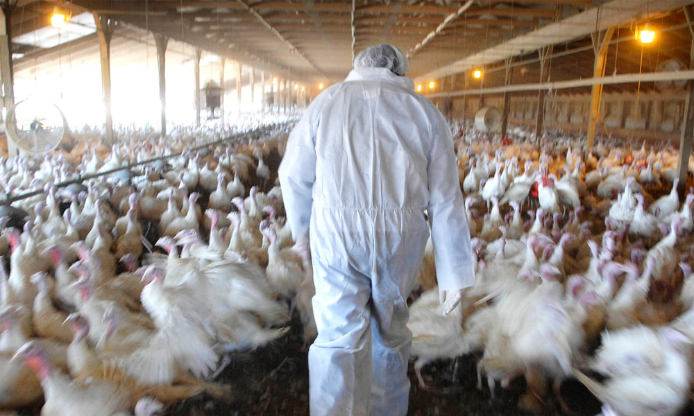 बर्डफ्लुको उच्च जोखिमः कुखुराजन्य पदार्थ आयातमा रोक