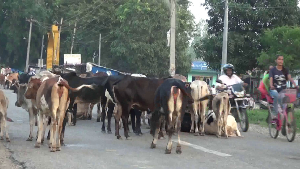 छाडा चौपायाबाट किसान हैरान, बाली जोगाउनै मुस्किल