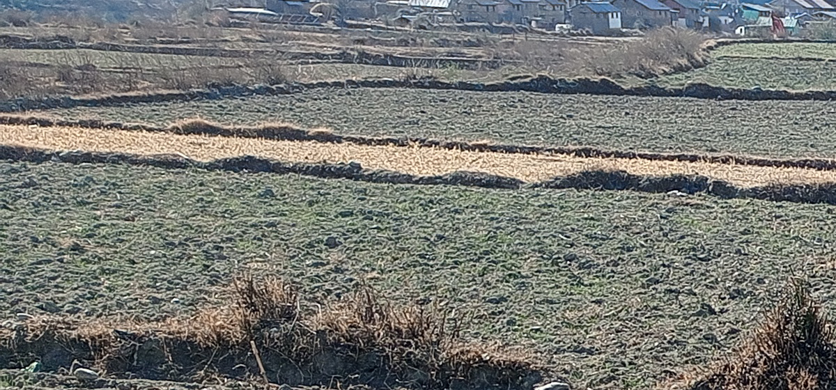 हिउँदे खडेरीका कारण जुम्लामा खाद्य सङ्कट