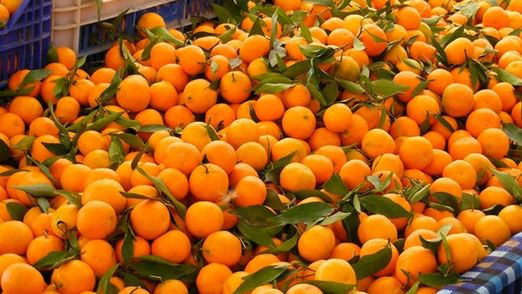 तनहुँबाट साढे ४२ करोडको सुन्तला बिक्री