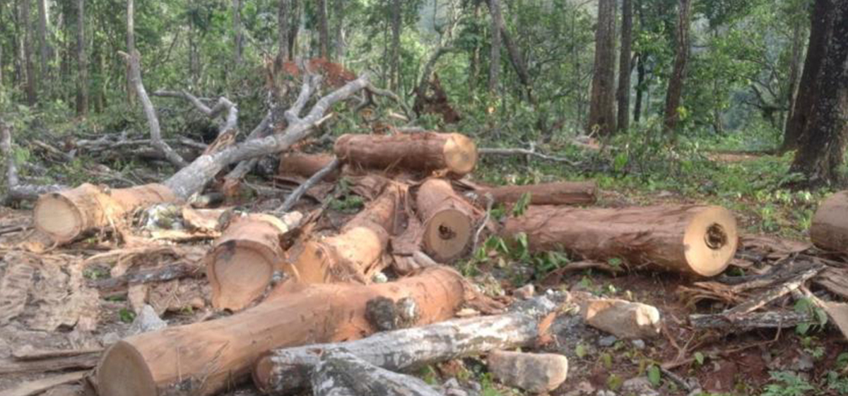 सङ्खुवासभा : १४ हजार रूख कटान