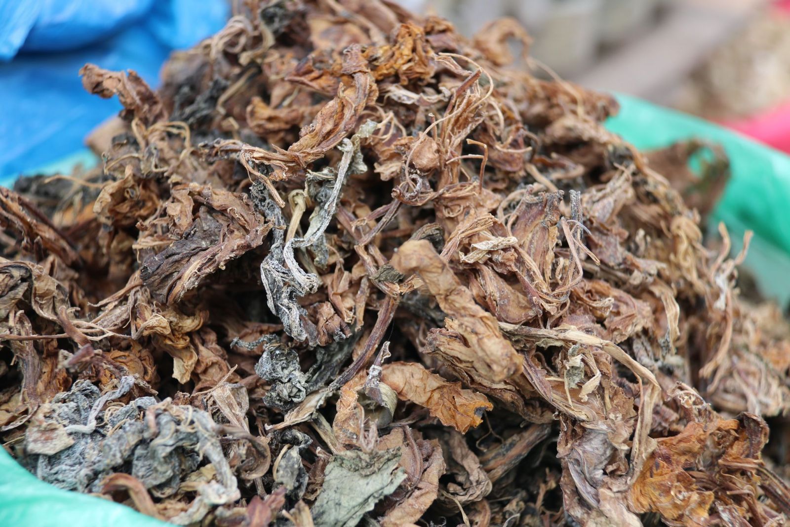 कैलालीमा व्यावसायिकरूपमा मस्यौरा र गुन्द्रुक उत्पादन