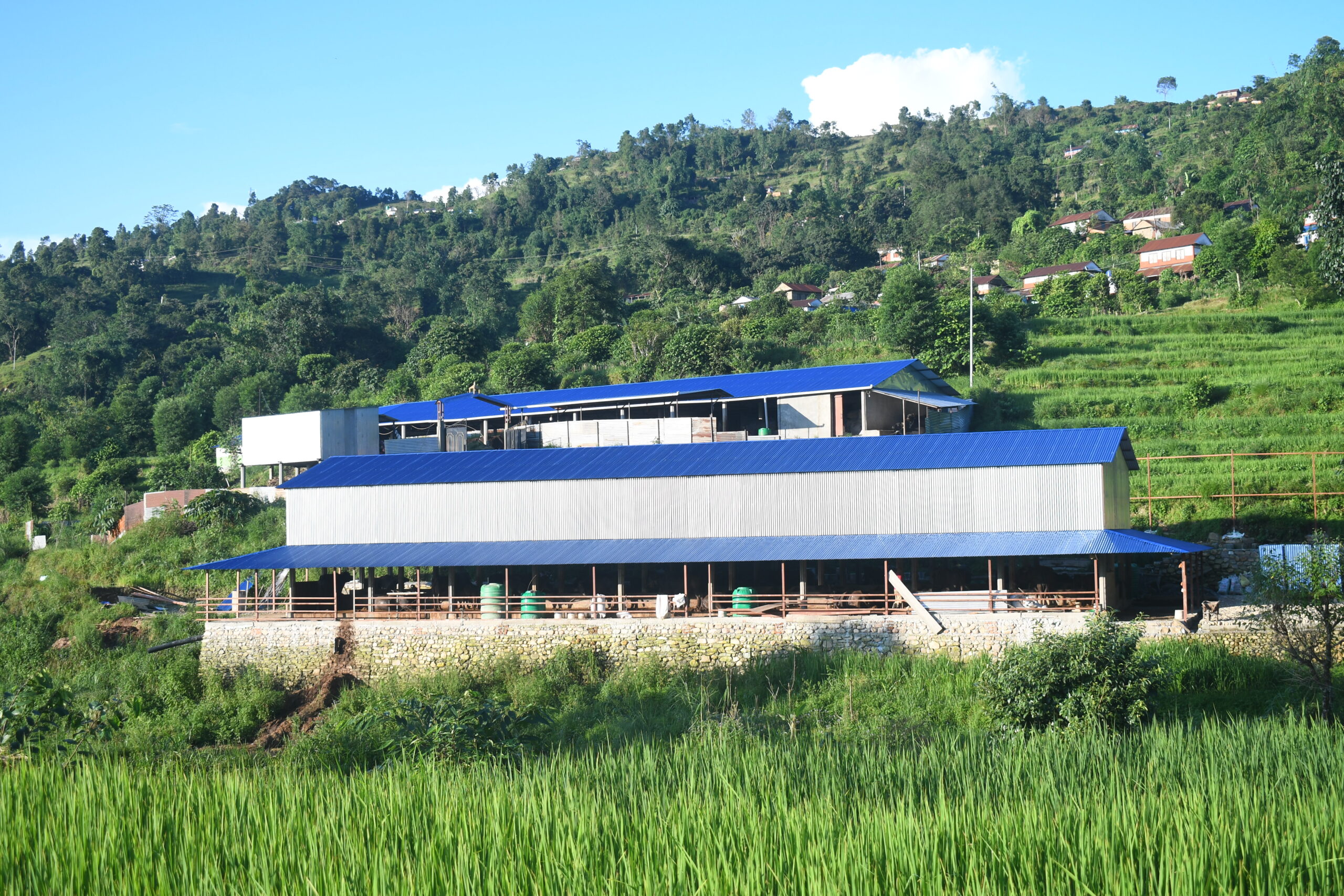 चार करोड लगानीमा भैँसी पालन