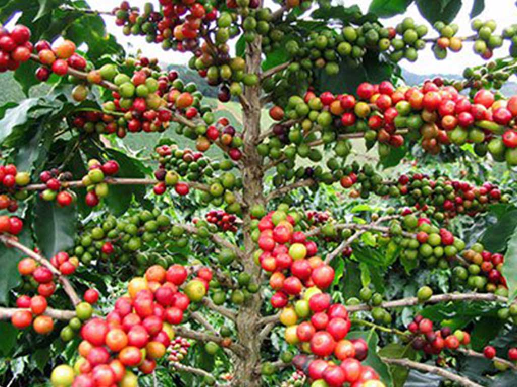 कतारबाट फर्किएर कफी व्यवसाय सुरू गरेका युवा नवीन