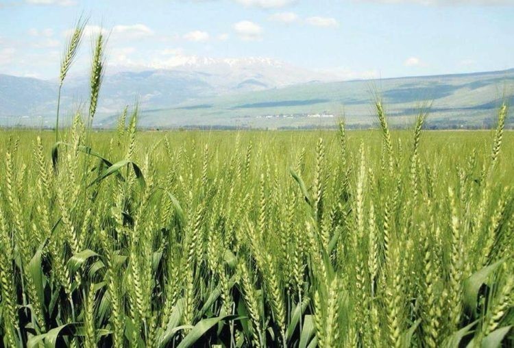 खडेरीले पसाउन थालेको गहुँ सुक्यो, कृषक चिन्तित