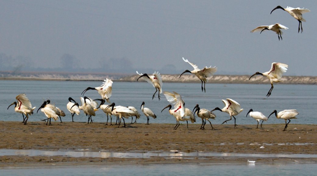 नारायणी नदी क्षेत्रमा ४१ प्रजातिका जलपक्षी भेटिए
