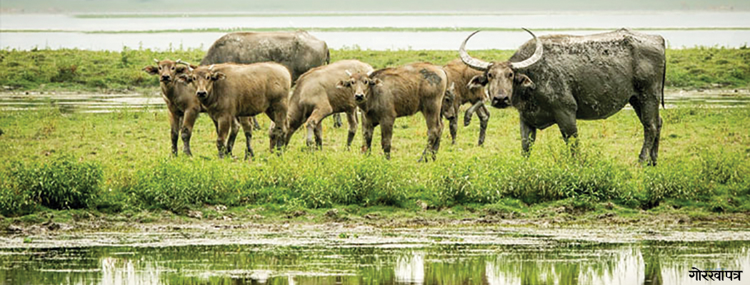 सिमसार क्षेत्रमा थपिँदै चुनौती