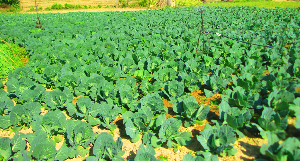 बीउ र तरकारी बेचेर १४ लाख बढीको आम्दानी