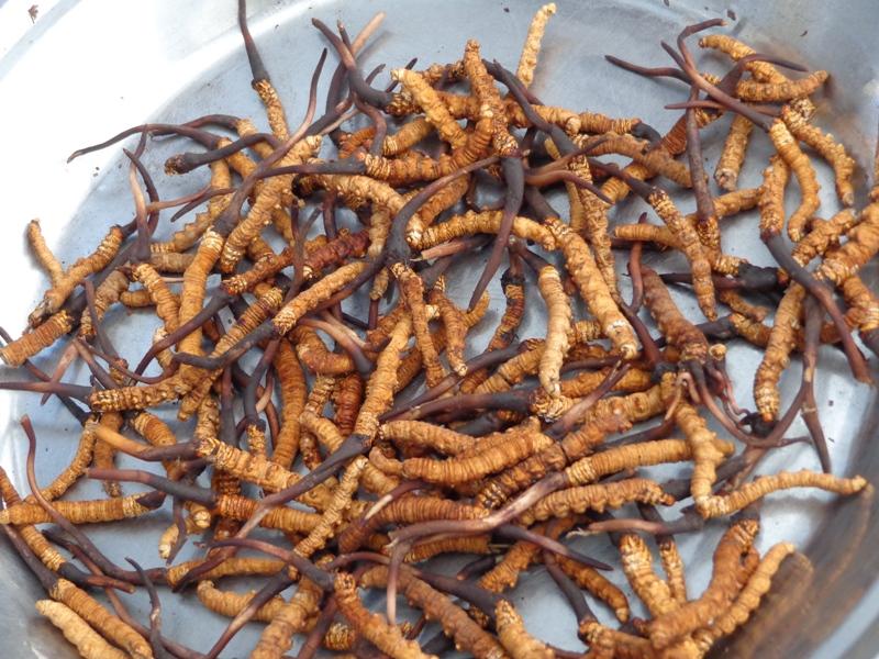 डोल्पामा आगामी जेठ पहिलो सातादेखि यार्सागुम्बा सङ्कलन