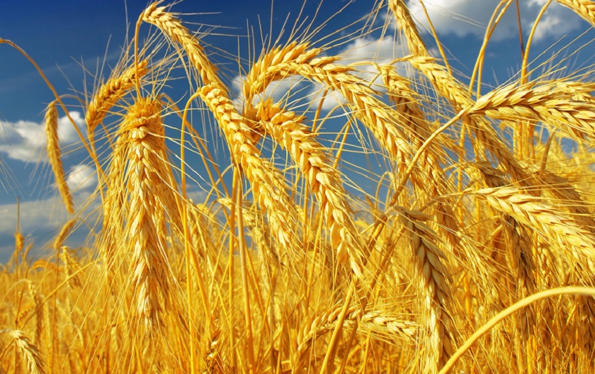 आधुनिक प्रविधिले घटायो गहुँखेतीमा लागत