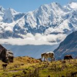 हिउँपहिरोमा पुरिएर मनास्लुमा विदेशीसहित दुई जनाको मृत्यू