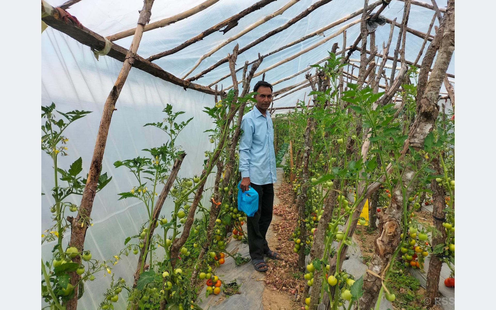अध्यापनसँगै तरकारी खेतीबाट मनग्य आम्दानी गर्दै धनवीरसिंह 