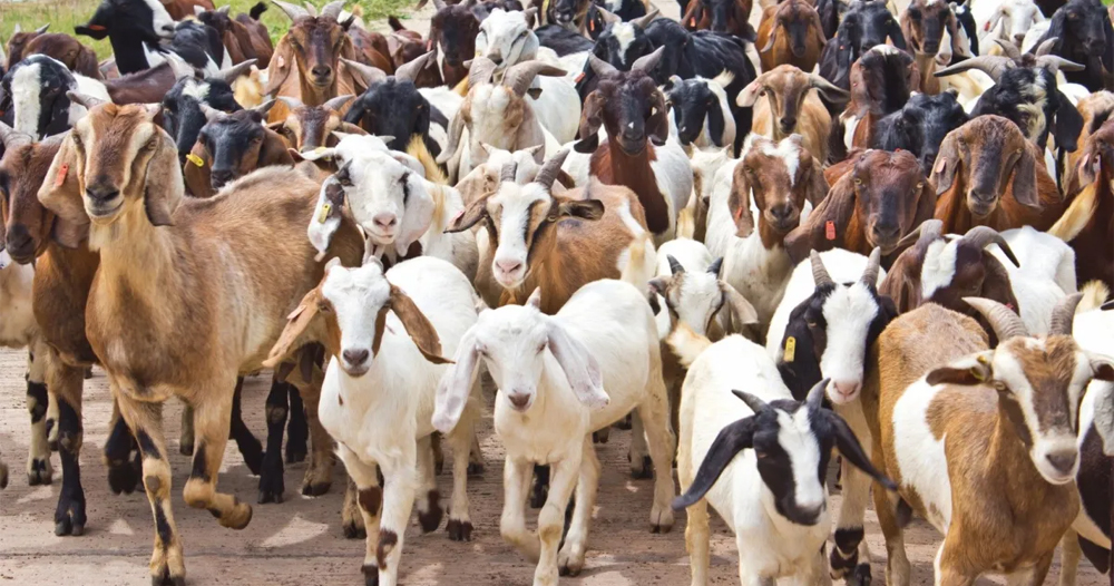 बाख्रापालन गरी जीविका चलाउँदै