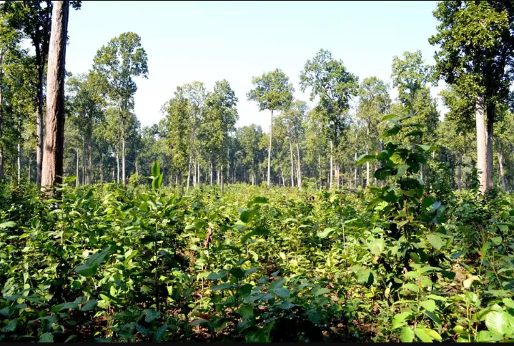 १४ स्थानमा रहेका वनको १५ सय ५० हेक्टर जमिन अतिक्रमण