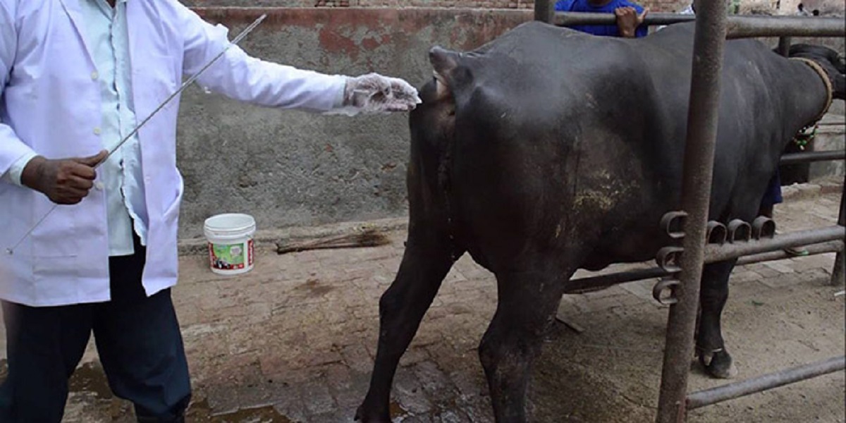 पशुको नश्ल सुधारका लागि कृत्रिम गर्भाधान