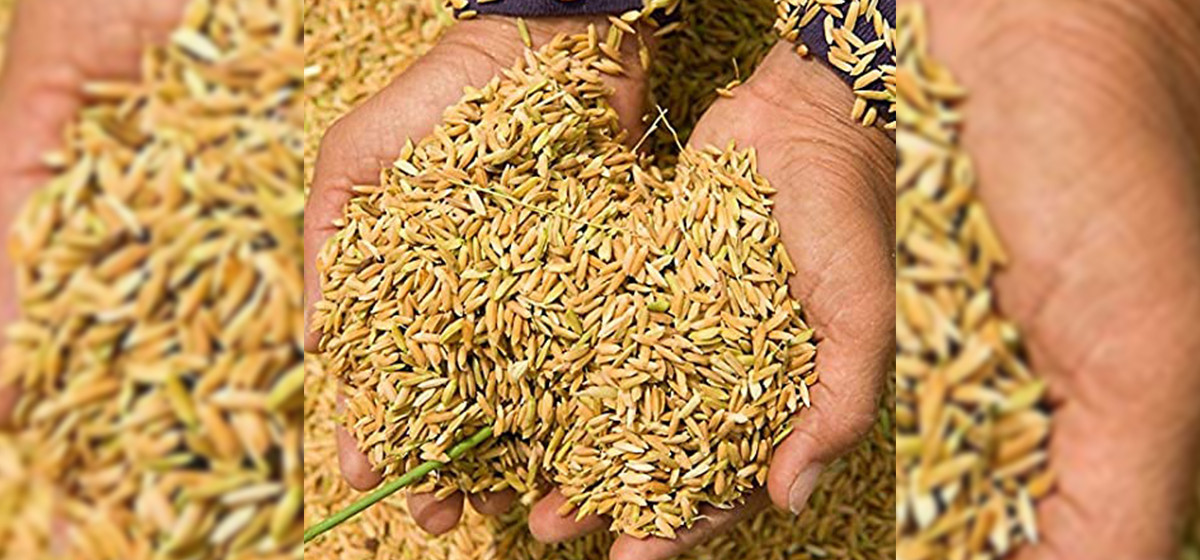 छरुवा (डिआरएस) प्रविधिले धानको उत्पादन बढ्दो