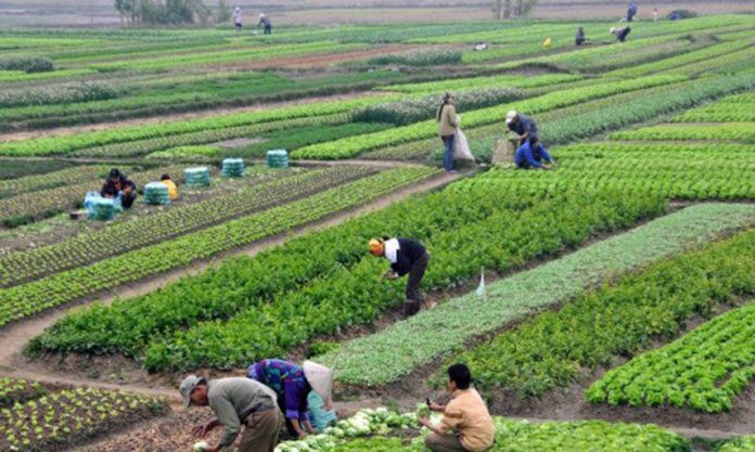 किसान वर्गीकरणमा महिला किसानलाई पनि समावेश गर्न माग