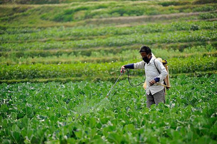 मेचीनगरले दियो तोरीखेती गर्ने किसानलाई करिब २७ लाख अनुदान