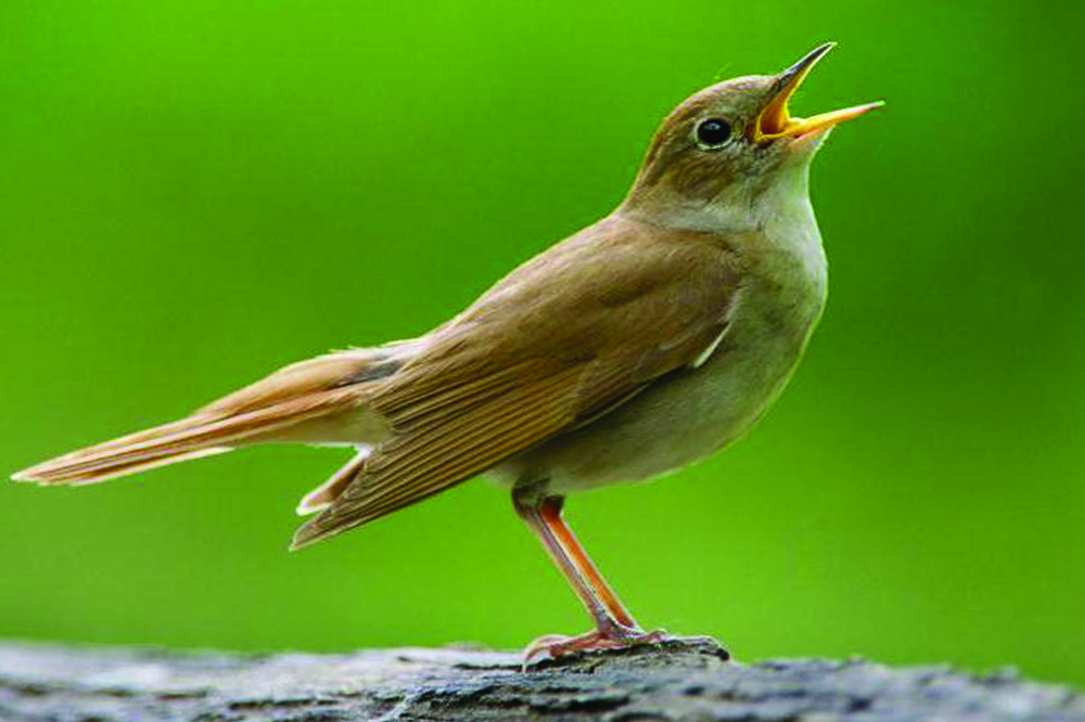 विद्यार्थीलाई चरा चिनाउने अभियान सुरु