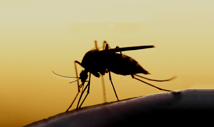 बागलुङमा बढ्यो डेङ्गु : १३० जनामा सङ्क्रमण पुष्टि