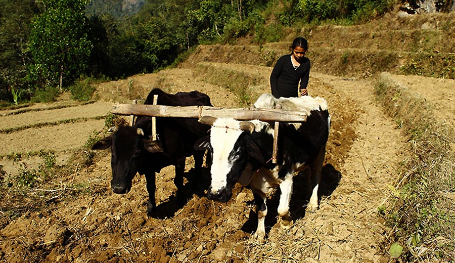 हल गोरु पाल्नेलाई अनुदान