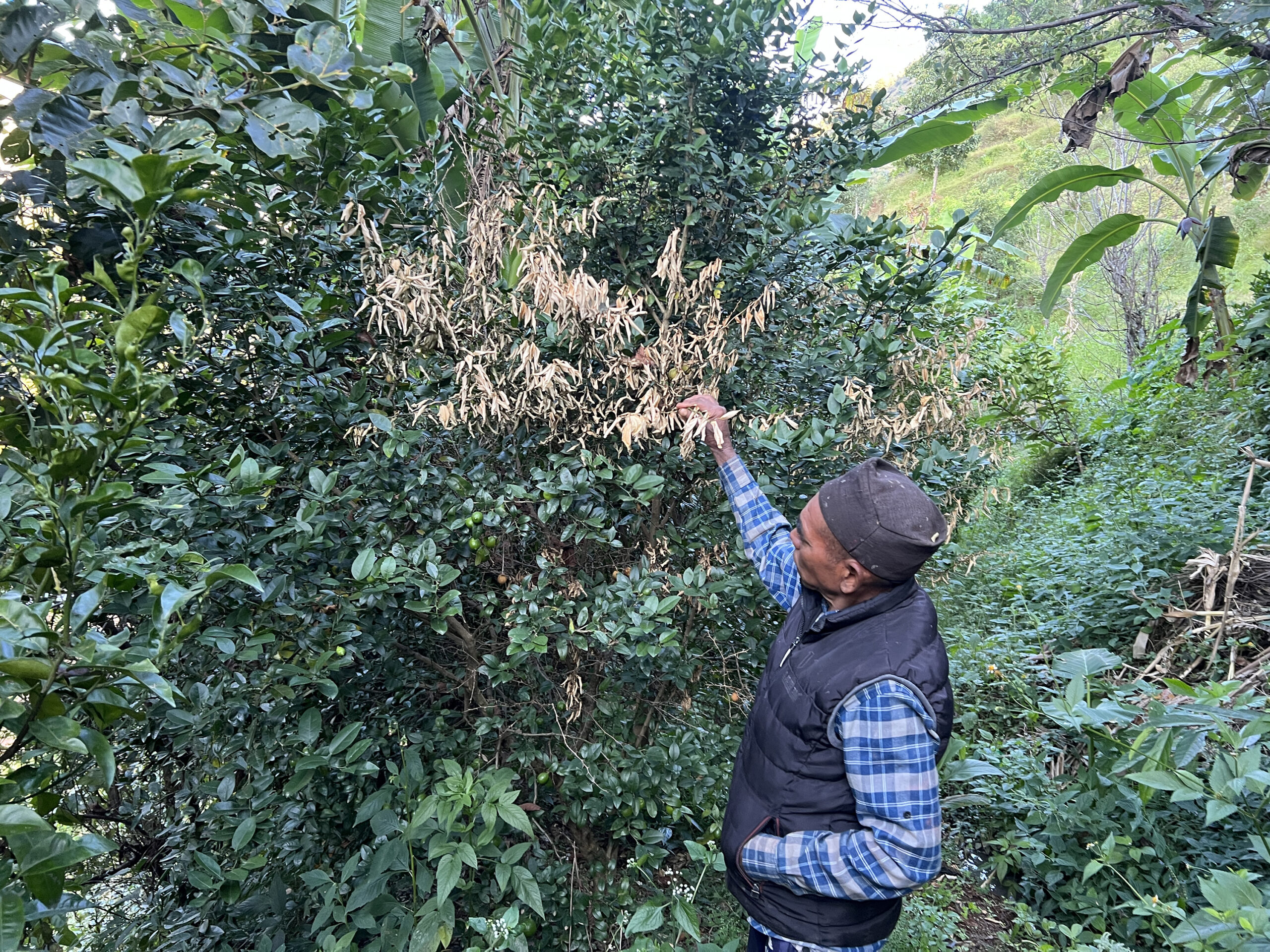 ढुसीको प्रकोपले कागतीका बोट धमाधम मर्न थाले, किसान चिन्तित