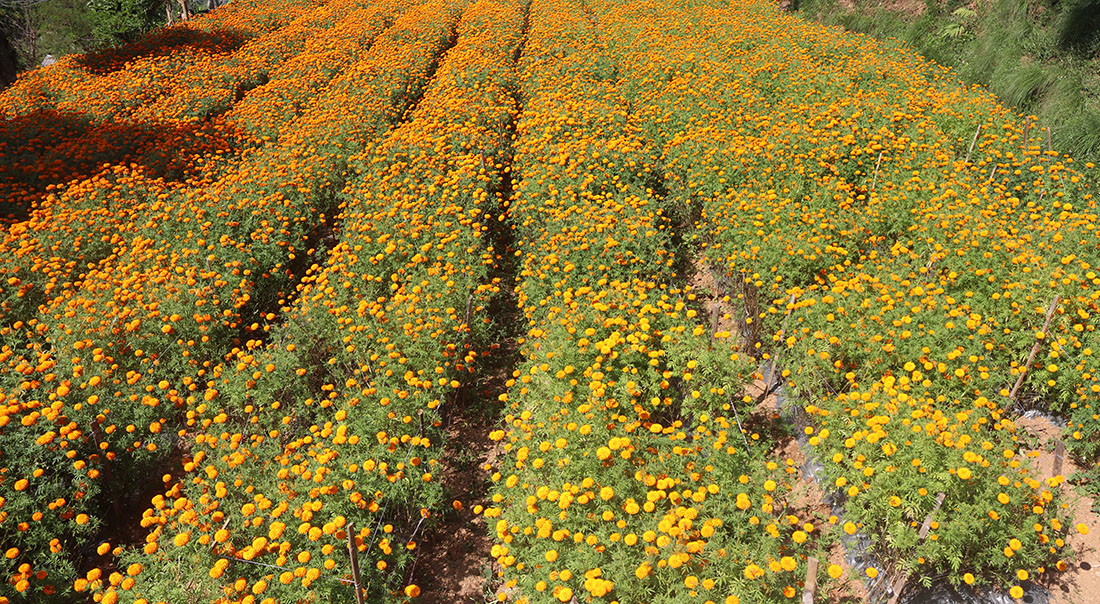 फार्मबाट बिक्री भएन फूल, माला घरघरमा पुगेर बिक्री गरिँदै