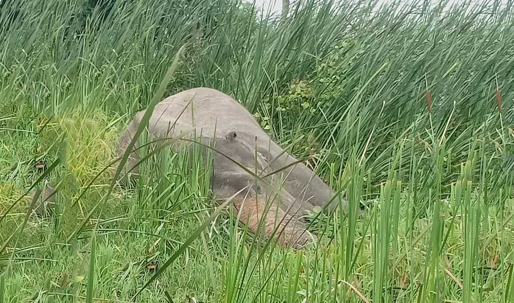 चितवन राष्ट्रिय निकुञ्जमा देखियो मकुना, सचेत र सतर्क रहन अनुरोध