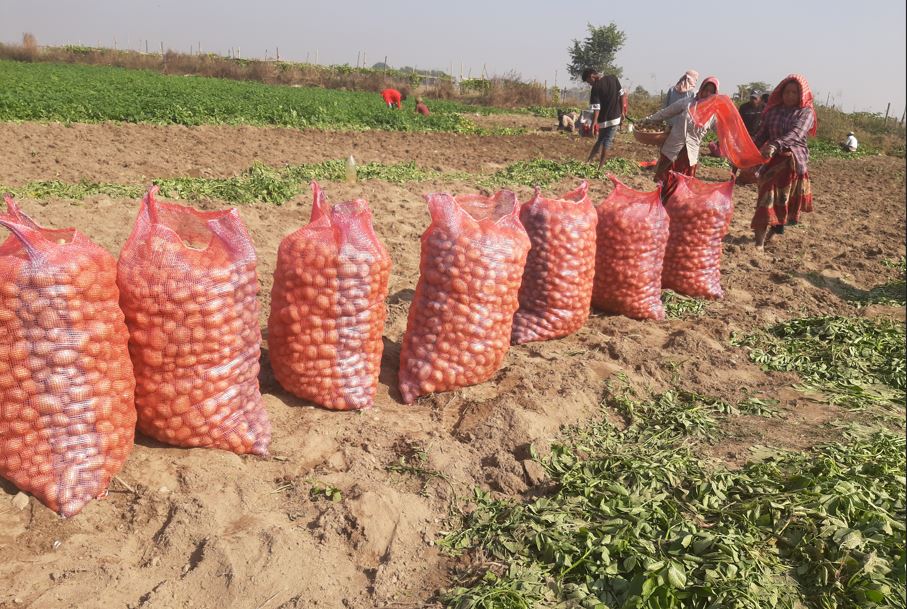 दर्जन सहकारीमार्फत सवा करोडको आलुको कारोबार