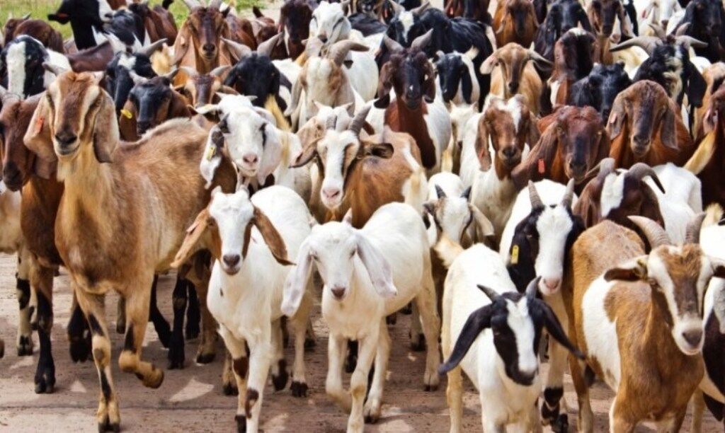 कर्णालीमा खसी बोकाबाट तीन अर्ब २४ करोड बराबरको आम्दानी