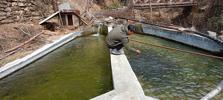 विदेशको दु:खलाई सुखमा परिणत गर्न माछापालन गरेका भलाकाजी, मासिक गर्छन् डेढ लाख आम्दानी