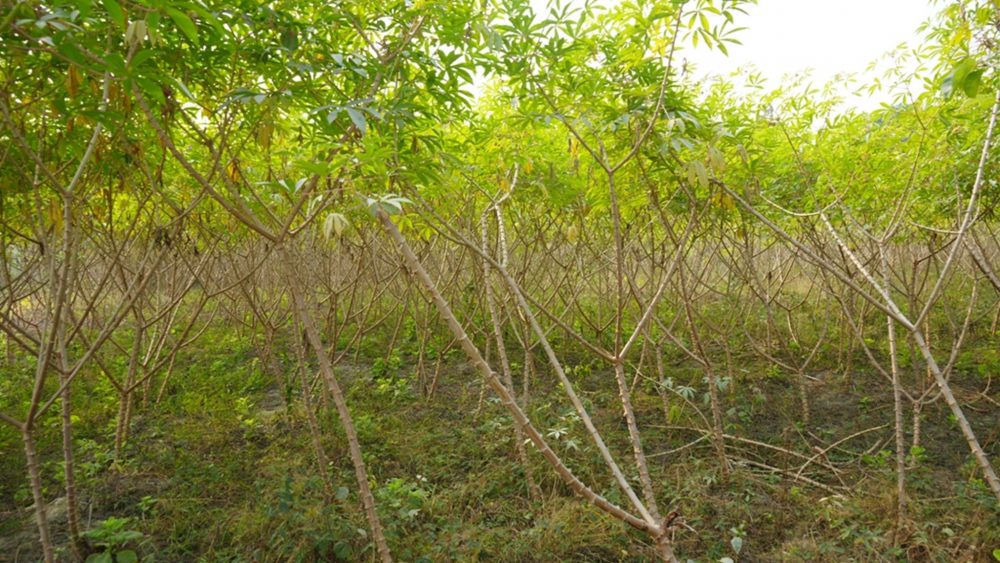 चुलाचुलीका किसान तरुल खेतीतर्फ आकर्षित