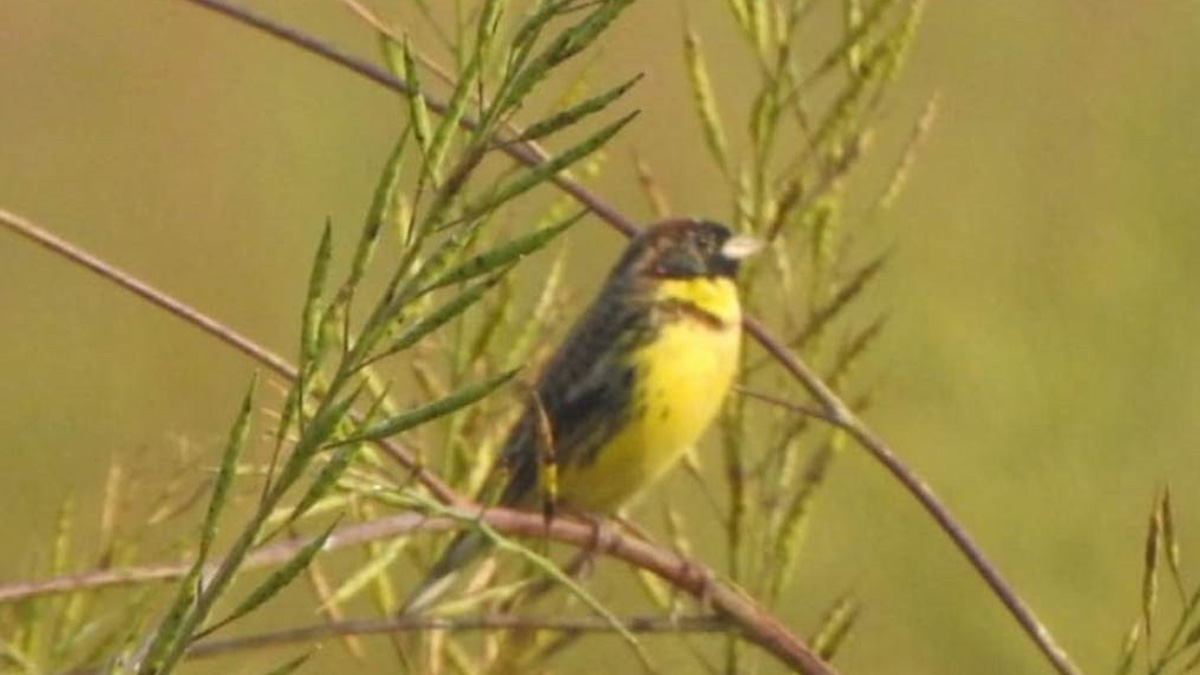 विश्वकै दुर्लभ बगाले बगेडी चरा नेपालमा भेटियो