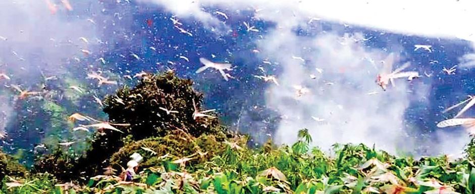 देशी रोग र किराले खेती बर्बाद