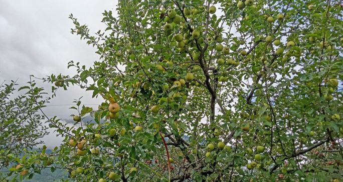 जुम्लामा स्याउ फुलेर सेताम्मे