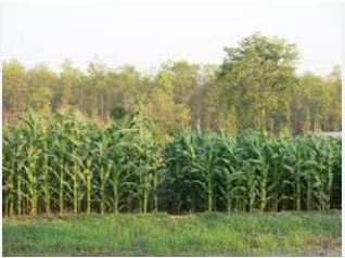 सुदूरपश्चिम प्रदेशमा वसन्ते मकैखेती विस्तार गरिँदै