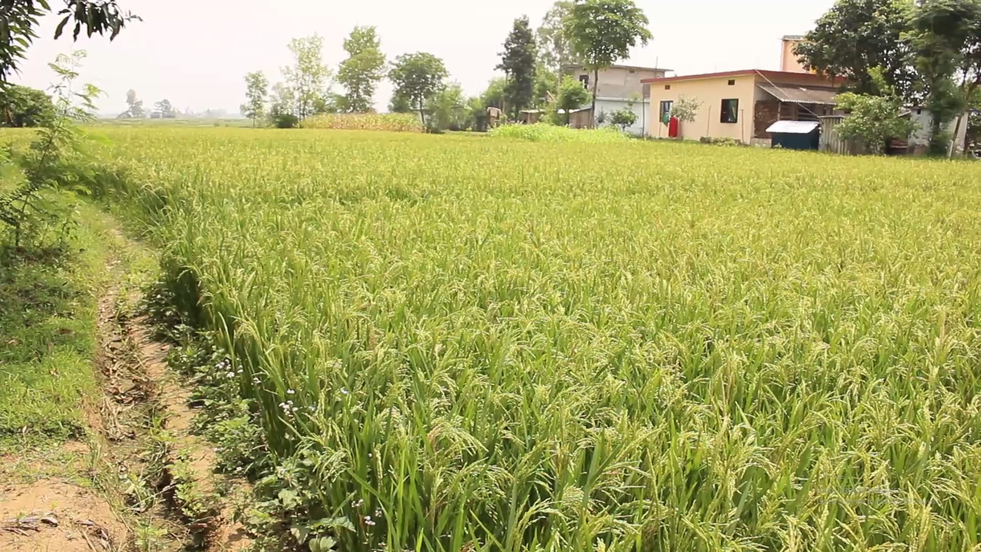 बाँकेका किसान चैते धानखेतीमा