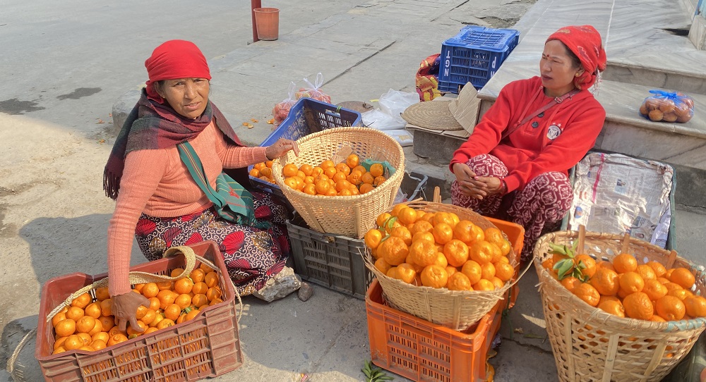 भिमादका कृषकले सुन्तला बेचेर भित्र्याए तीन करोड
