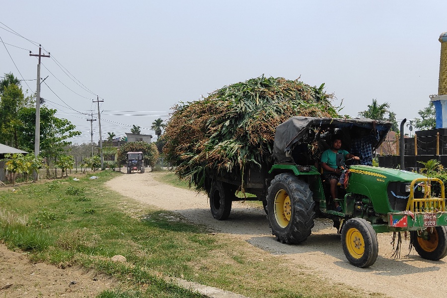 बोटसँगै मकै बिक्री भएपछि किसान उत्साहित