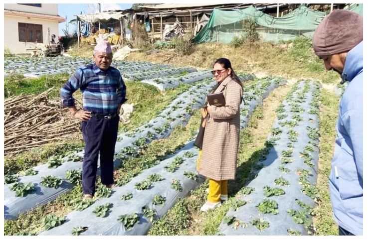 स्ट्रबेरी खेतीमा रमाउँदै काभ्रेका मुक्ति