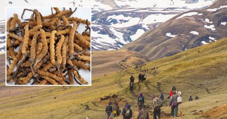 मनाङको नाम्के खर्कबाट यार्सागुम्बा सङ्कलन सुरु
