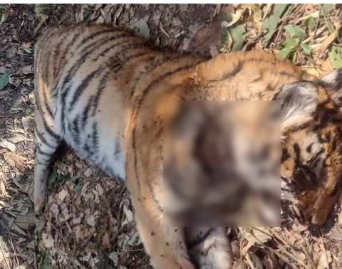 दुर्लभ पाटे बाघ मृत भेटियो