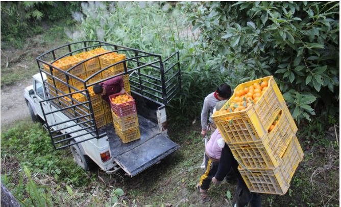 सुन्तला बेचेर म्याग्दीमा रु २१ करोड भित्रियो