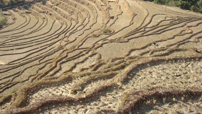 भरतपुर महानगरपालिकाले बाँझो जमिनमा खेती गर्नेलाई प्रोत्साहन गर्ने