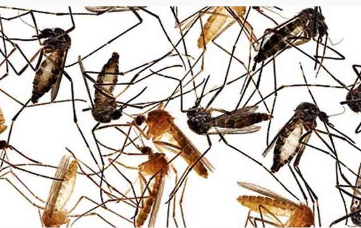 डेङ्गु फैलन नदिन लार्भा नष्ट गर्ने अभियानमा कामपा