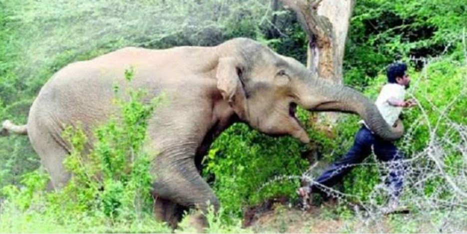 मानव–वन्यजन्तु द्वन्द्व हटाउन छलफल