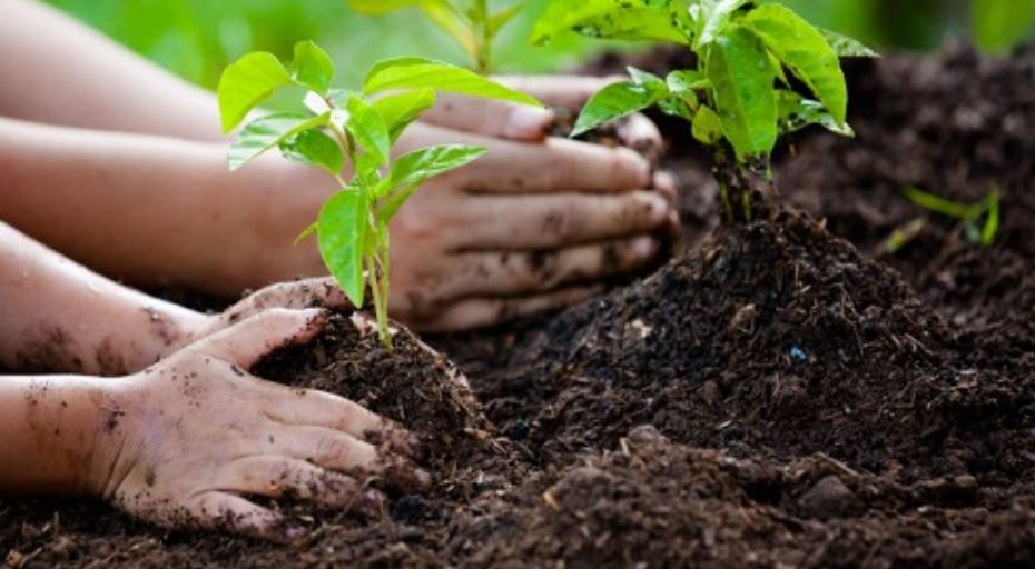 हरित कर्णाली अभियानका लागि वृक्षरोपण : मुख्यमन्त्री कँडेल