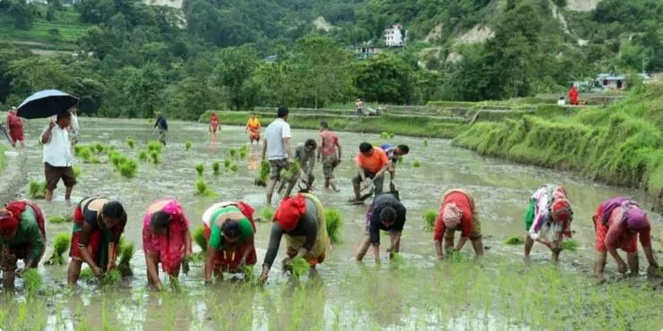 कोशीमा १४ प्रतिशत रोपियो धान